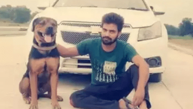 Photo of Dog takes a bullet to save owner’s life, dies when taken to hospital