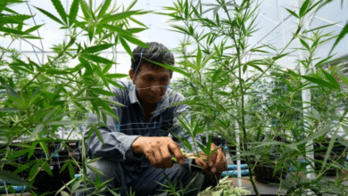 Photo of Thailand decriminalizes cannabis, becomes 1st Asian country to do so; recreational use still illegal