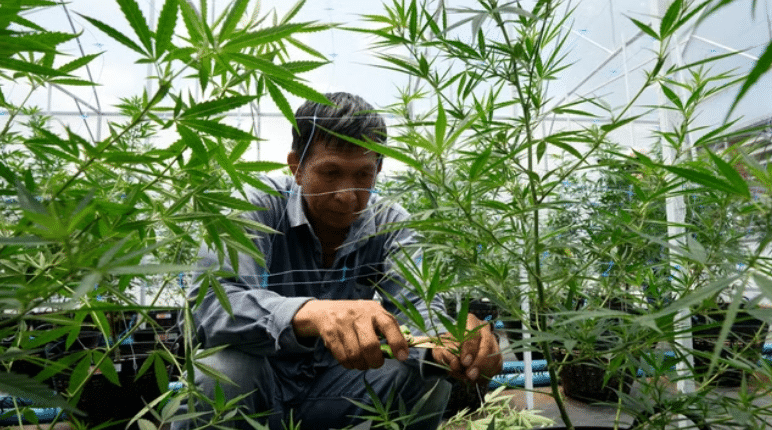 Thailand decriminalizes cannabis, becomes 1st Asian country to do so; recreational use still illegal