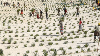 Photo of World Day to Combat Desertification and Drought today