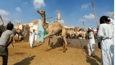 Photo of Eid ul Adha to be celebrated in Saudi Arabia July 9