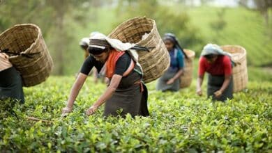 Photo of National Tea Day today