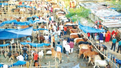 Photo of Govt issues guidelines for cattle market
