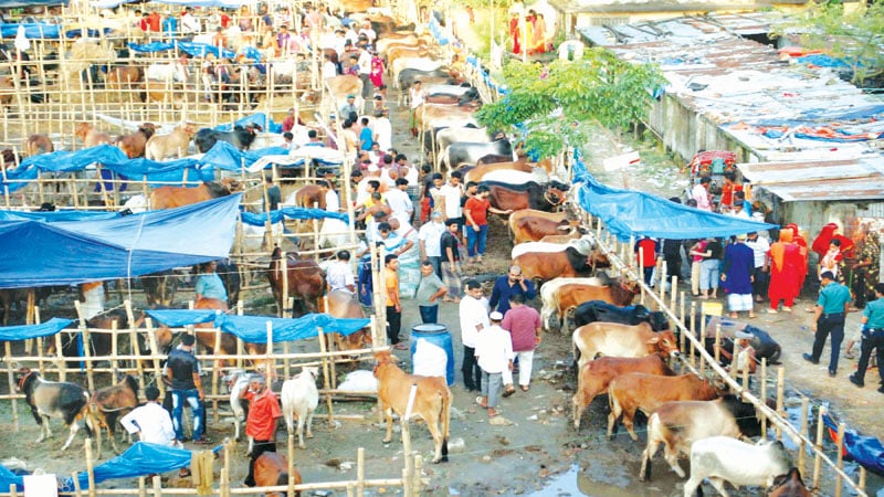 Govt issues guidelines for cattle market