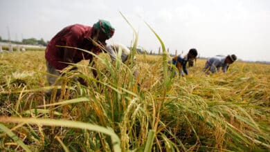 Photo of BB orders special agri credit in flood-hit dists