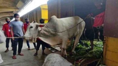 Photo of Railway west zone to transport sacrificial animals to Dhaka