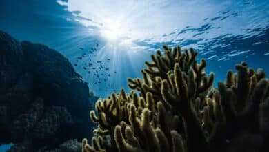 Photo of World Ocean Day : Amazing facts about mighty water bodies you should know