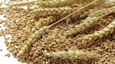 Photo of Russia offers Bangladesh 2 lakh tonnes of wheat : Sadhan