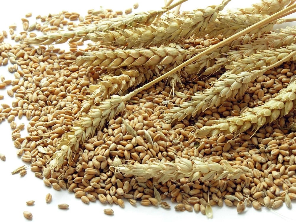 Russia offers Bangladesh 2 lakh tonnes of wheat : Sadhan