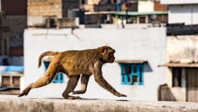 Photo of Monkey throws 4-month-old baby off three-storey building, infant dies on spot