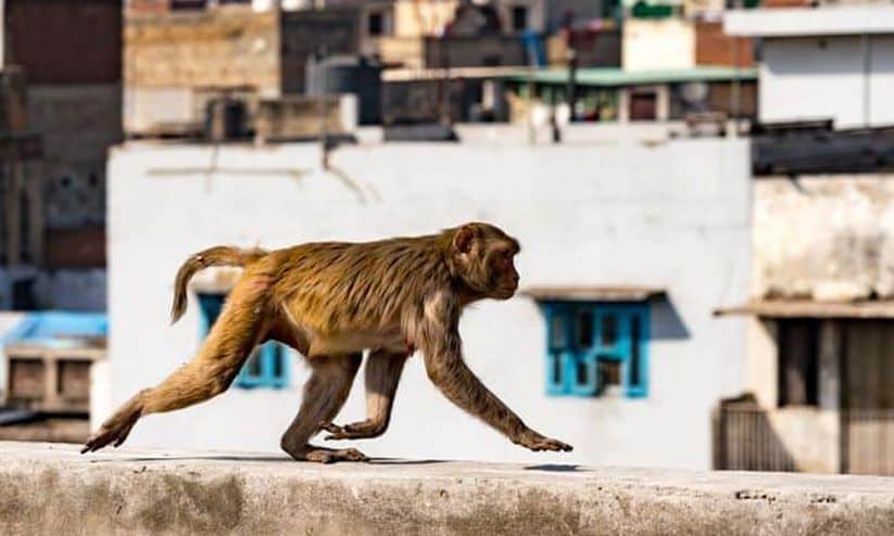 Monkey throws 4-month-old baby off three-storey building, infant dies on spot