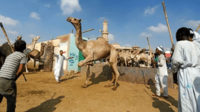 Photo of Eid ul Adha being celebrated in Saudi Arabia, other Gulf states