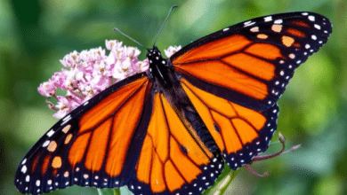 Photo of Monarch butterflies added in list of endangered species