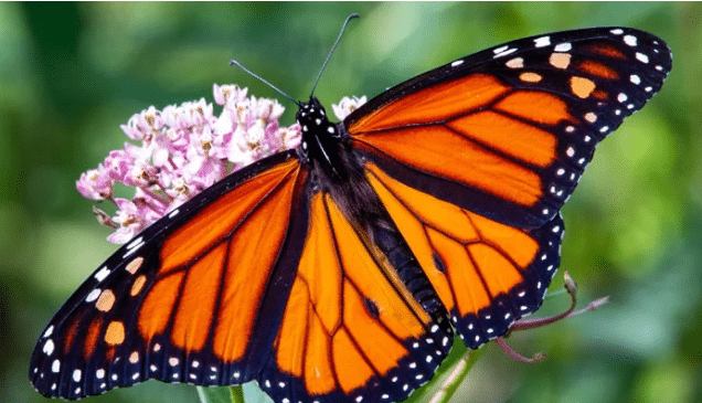 Monarch butterflies added in list of endangered species