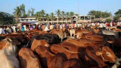 Photo of 99.50 lakh cattle sacrificed countrywide on Eid-ul-Azha