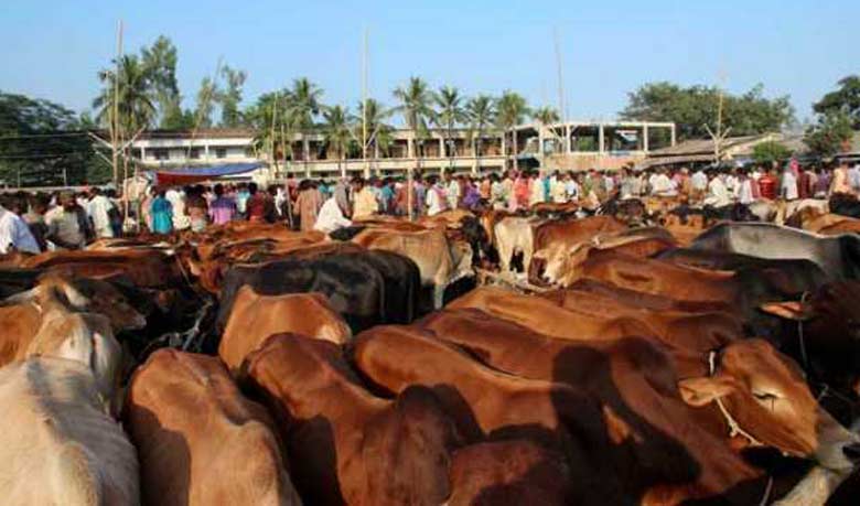 99.50 lakh cattle sacrificed countrywide on Eid-ul-Azha