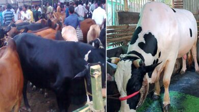 Photo of 1,739 veterinary medical teams deployed in cattle markets across country