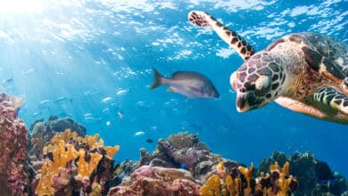 Photo of Efforts to pass global ocean protection treaty fail