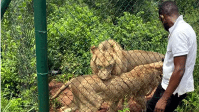 Photo of Lion kills man at Ghana zoo who entered its enclosure