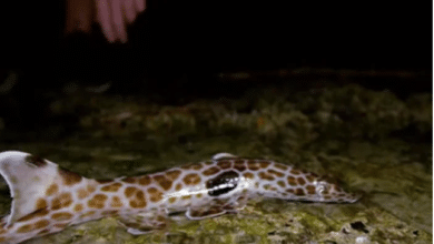 Photo of Video of walking shark amazes netizens