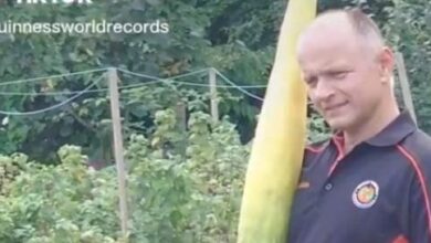Photo of World’s longest cucumber grown in Britain
