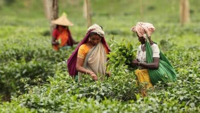 Photo of Tea garden workers call off strike after wage hike