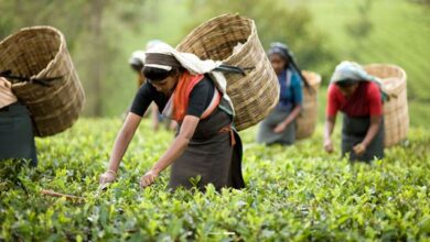 Photo of Tea workers return to work from today