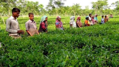 Photo of Tea workers divided over new wage fixed by PM