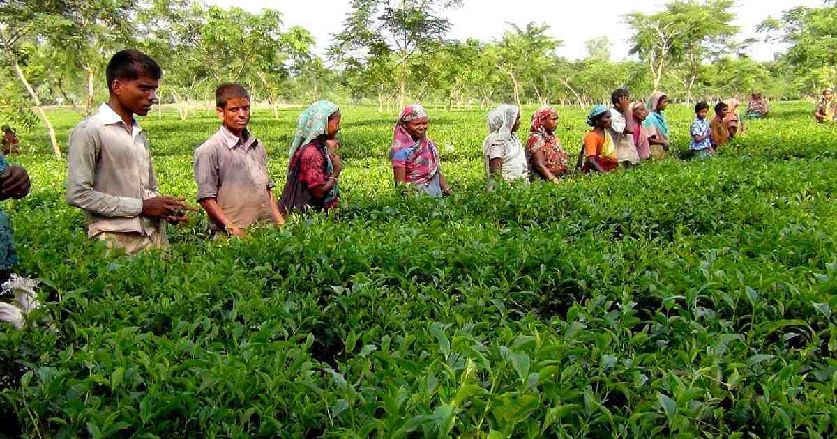 Tea workers divided over new wage fixed by PM