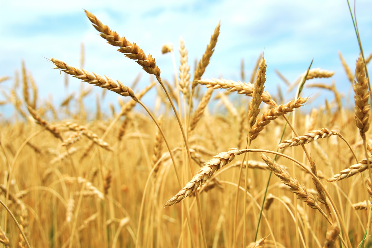 Bangladesh to import 500,000 tonnes of wheat from Russia