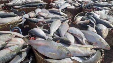 Photo of 22-day ban on hilsa fishing from October 7