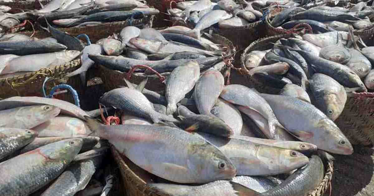 22-day ban on hilsa fishing from October 7