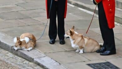 Photo of Corgis, pony play part as Queen Elizabeth laid to rest