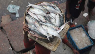 Photo of Govt served legal notice to ban Hilsa export to India in 7 days