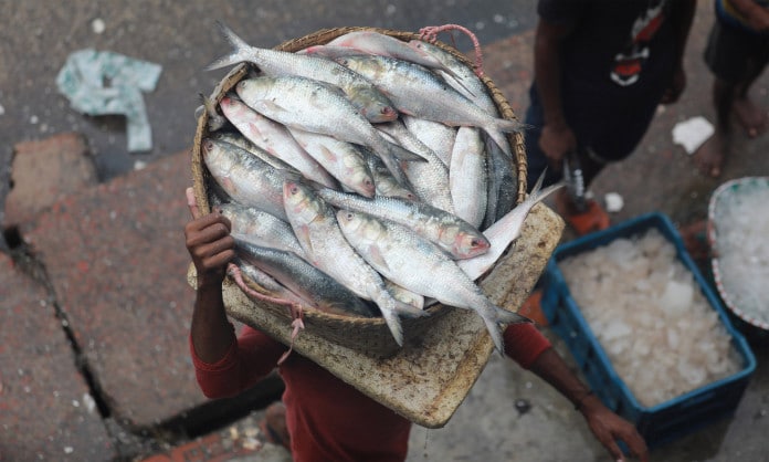 Govt served legal notice to ban Hilsa export to India in 7 days