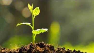 Photo of AL forest sub-committee to plant 76,000 saplings on PM’s birthday