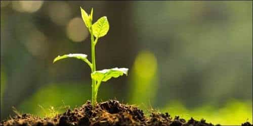 AL forest sub-committee to plant 76,000 saplings on PM's birthday