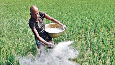 Photo of Govt to procure 90,000 MTs of fertilizer, 30,000 MTs of phosphoric acid
