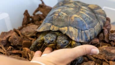 Photo of Double celebration: Two-headed tortoise Janus turns 25