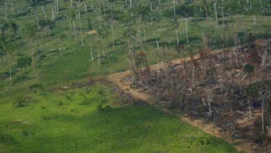 Photo of Deforestation in Brazil’s Amazon hits September record as fires spike