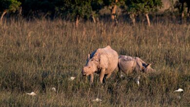 Photo of Global wildlife populations have sunk 69% since 1970: WWF report