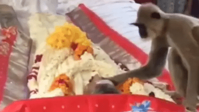 Photo of Watch: Monkey cries at funeral of a man who fed him; heart-warming video goes viral