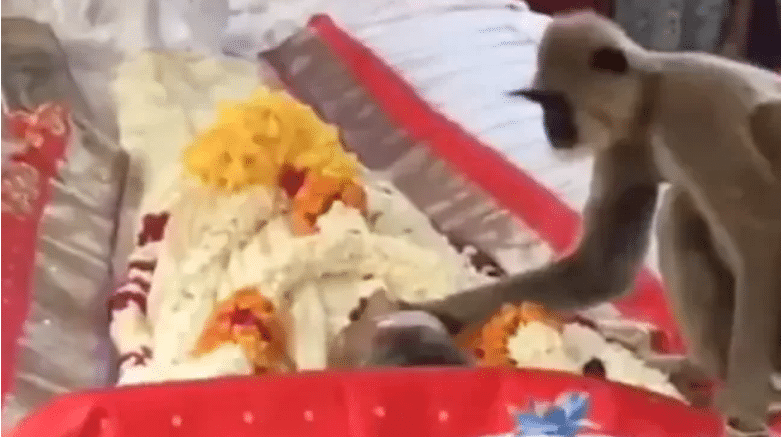 Watch: Monkey cries at funeral of a man who fed him; heart-warming video goes viral
