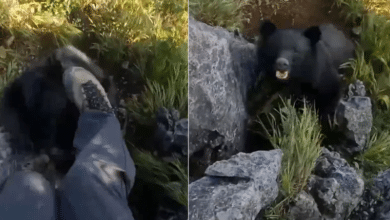 Photo of Watch: Mountaineer fights bear attack with bare hands; dramatic video goes viral