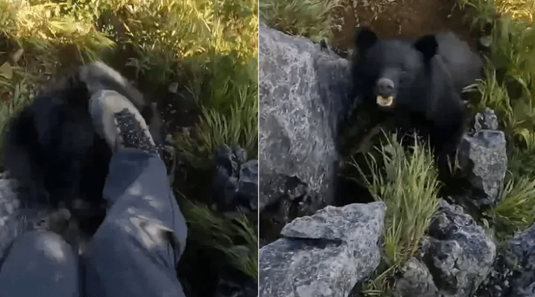 Watch: Mountaineer fights bear attack with bare hands; dramatic video goes viral