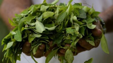 Photo of Colombia breaks coca-growing record, slams ‘war on drugs’