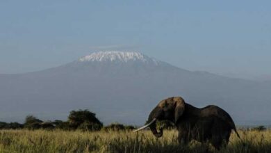 Photo of Kenya’s largest female elephant dies