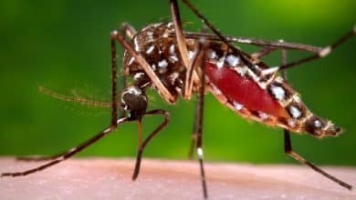 Photo of Country sees 19 deaths, highest so far this year of Dengue fever